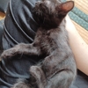 二人がお互いのえさを食べ合う（猫二人生活）