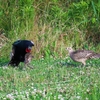 鳥見休みの番外編　” キジ雄の行動 ”