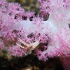 海の中のピンク（底生生物編）