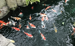記事を見る