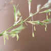 竹の開花はお別れの挨拶？
