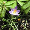 深植しすぎたか