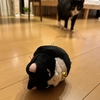 くろそっくりさんと角上の寒ぶり