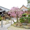 法住寺のしだれ桜とツバキ。見頃や開花状況。