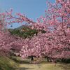 　河津桜・満開