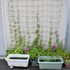 春に種蒔きしたつるもの達
