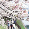 【名古屋・港区】荒子川公園の桜のトンネルをくぐって散策