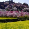 西川花公園　春花まつり