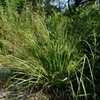 Eragrostis ferruginea　カゼクサ