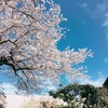 土日の桜