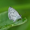 野原のチョウたち