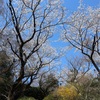 多摩川桜百景　－32. 都立平山城址公園－ 