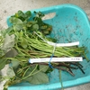 サツマイモの植付、枝豆の種蒔き