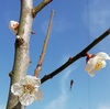 庭の梅の花が咲きました🌸