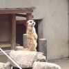 市川市動植物園に行った日