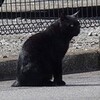 猫 猫 猫