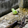 梅雨の走り
