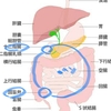 胃腸で動きが悪くなり易い場所。。