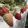 完熟いちご🍓狩り情報　４月１５日(木)開園日です‼️💕🍀