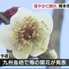 寒さやわらぎ　熊本市で梅の花