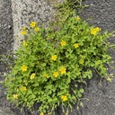 スーホの日記