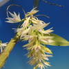 Dendrobium amethystoglossum