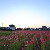 浜ちゃんの散歩道(１８) 　　夕暮れの花畑とありが花壇「菜の花の種採収整理」