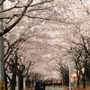 桜のトンネル