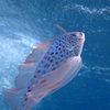 海洋速報　2月４日（日）
