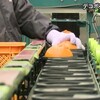 天草市で旬を迎えたデコポンの出荷作業【熊本】    