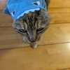 イヤだ〜にゃん！