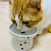 さようなら猫壱フードボウル…猫がいる家で食器が割れたときの対処法