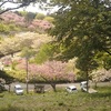 八重桜　