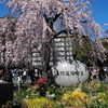 春分の日特集②『桜咲く上野恩賜公園』