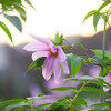 近くの庭先の花