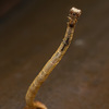 キリンのように首が長～いシャクトリムシ