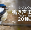 シジュウカラの鳴き声・色んな鳴き方を聞き比べてみる【野鳥図鑑・鳴き声図鑑】　四十雀の鳴き声