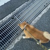 犬はグレーチングを嫌がります。