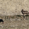 カラスに絡まれて飛び去るドビ　初春玉手箱　ウミスズメ