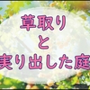 庭の草取りと梅の実の収穫が出来た休日の純日記