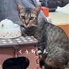 12月3日譲渡会参加猫のご紹介🐾