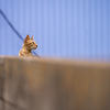 近隣繁華街のねこさん