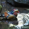 動物園で鳥獣を撮る