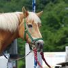 馬堀徘徊・イキモノさん