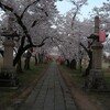 悠久山の花見　―蒼紫神社参道の桜道