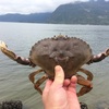 カナダで蟹を獲りに行ってみた