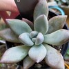 🌵多肉植物   可愛いオパリナ＆コナンスタンプ🌵