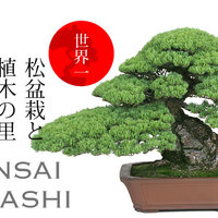 黒松の針金かけin高松 - BONSAIちえ