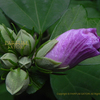 槿（むくげ）のツボミ　Hibiscus syriacus