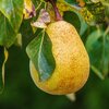 『園芸』"ナシ" の育て方と情報（5月に植え付けがおすすめ）